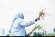 Dukung Asta Cita Presiden dan SDGs Ketahanan Pangan, PT Vale Panen Bersama Demplot Padi Berkelanjutan di Kolaka