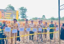Hadiri Panen Perdana Jagung di Lembang-Lembang, Ini Harapan Camat Bansel Kepada Pemda dan Petani !