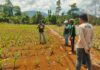 Dukung Swasembada Pangan, PT CLM Hadir Membantu Petani Dalam Program Penanaman Jagung