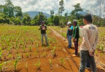 Dukung Swasembada Pangan, PT CLM Hadir Membantu Petani Dalam Program Penanaman Jagung