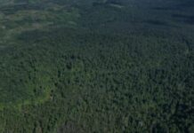 Perambahan Hutan di Kawasan PPKH, Gakkum Imbau Laporkan untuk Diproses Hukum