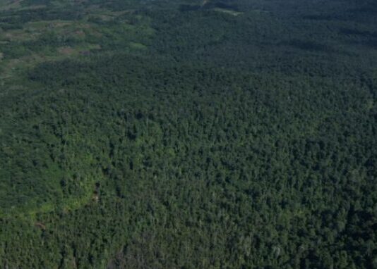 Perambahan Hutan di Kawasan PPKH, Gakkum Imbau Laporkan untuk Diproses Hukum