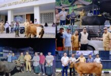 Bupati Delis Serahkan 12 Sapi Kurban Keliling Morowali Utara Hingga Malam Hari