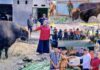 Wabup Morowali Utara Serahkan Sapi Kurban Bantuan Presiden Prabowo untuk Warga Kolo Bawah