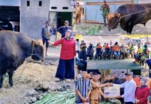 Wabup Morowali Utara Serahkan Sapi Kurban Bantuan Presiden Prabowo untuk Warga Kolo Bawah