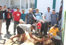 Longki Djanggola Serahkan 35 Ekor Sapi Kurban untuk Warga Sulteng Pada Iduladha 1447 H