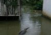 Buaya Muncul di Pemukiman, Kades Tolada Imbau Masyarakat Batasi Aktivitas di Area Terdampak Banjir