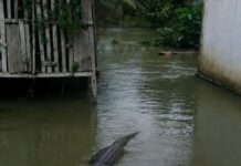 Buaya Muncul di Pemukiman, Kades Tolada Imbau Masyarakat Batasi Aktivitas di Area Terdampak Banjir