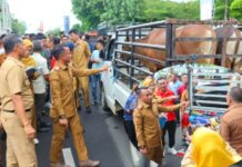 H. Andi Asman Sulaiman Mulai Distribusikan 46 Sapi Kurban Pemda Bone