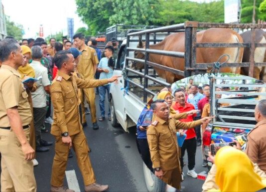 H. Andi Asman Sulaiman Mulai Distribusikan 46 Sapi Kurban Pemda Bone
