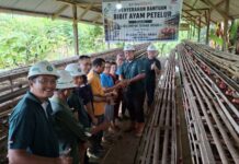 PT ANA Salurkan Bantuan Bibit Ayam Petelur dan Pakan untuk Kelompok Ternak di Desa Pebooa