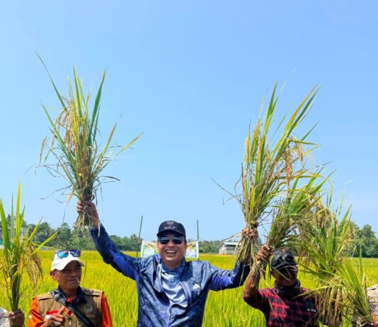 Hadiri Panen Perdana di Desa Pengkajoang, Bupati Luwu Utara Tekankan Keberlanjutan Produksi Pertanian
