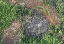 Gakkum Buru Jaringan Mafia Perambahan Hutan Lindung di Loeha