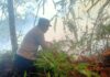 Kebun Jengkol di Mangkutana Terbakar, Petugas Berupaya Padamkan Api