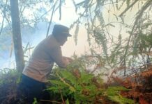 Kebun Jengkol di Mangkutana Terbakar, Petugas Berupaya Padamkan Api