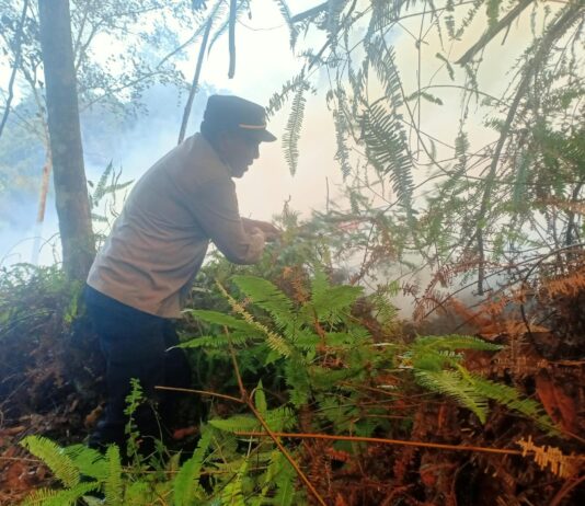 Kebun Jengkol di Mangkutana Terbakar, Petugas Berupaya Padamkan Api