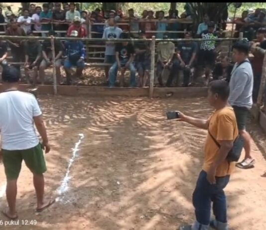Warga Geram Ada Judi Sabung Ayam di Tomoni, Peserta Lintas Provinsi !