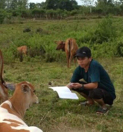Kemarau Ancam Pakan Sapi Potong di Wajo, Pemerintah dan Akademisi Harus Bersinergi